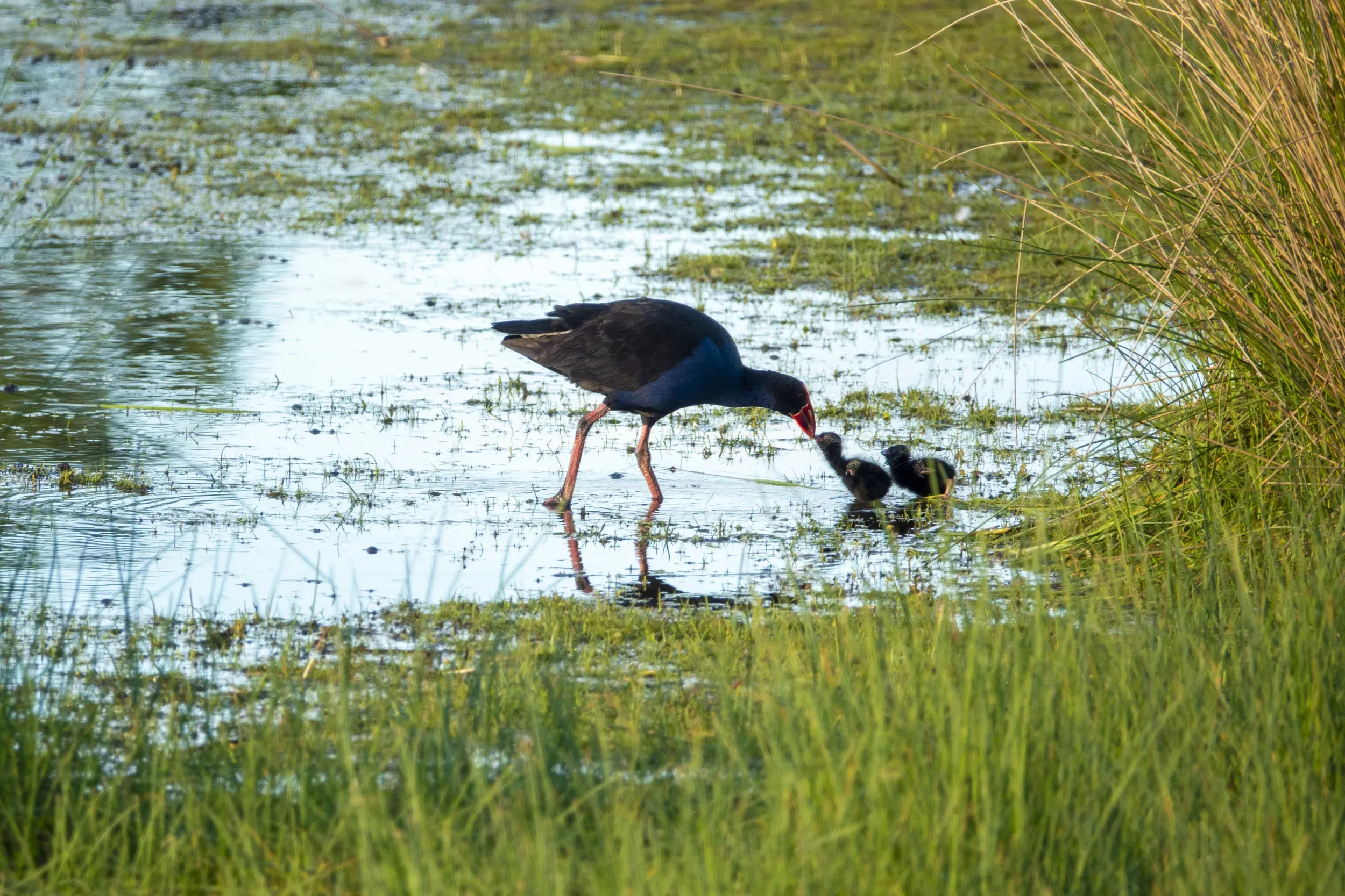 Timaru-Brian-High-Photography-25