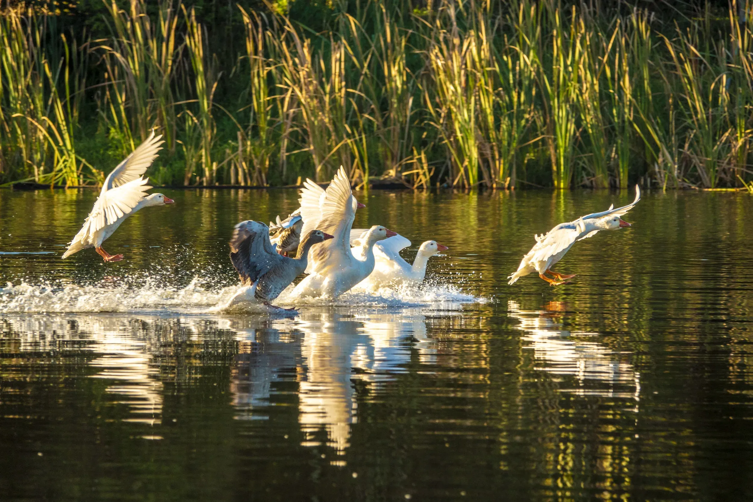 Timaru-Brian-High-Photography-26